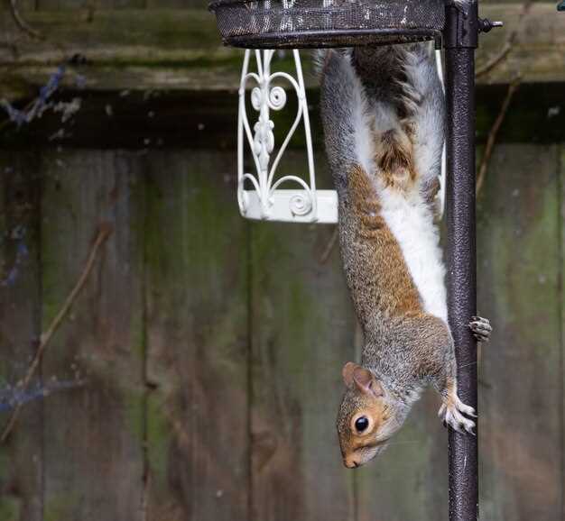 Лучшие технологические решения для отпугивания птиц