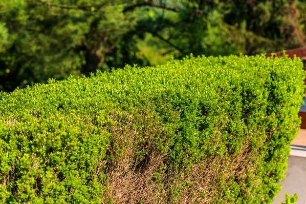 Оптимальные условия для роста и развития изгороди