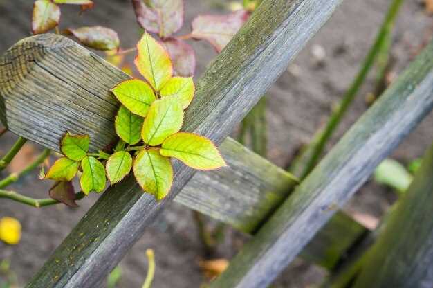 Уход за быстрорастущими растениями и правила формирования