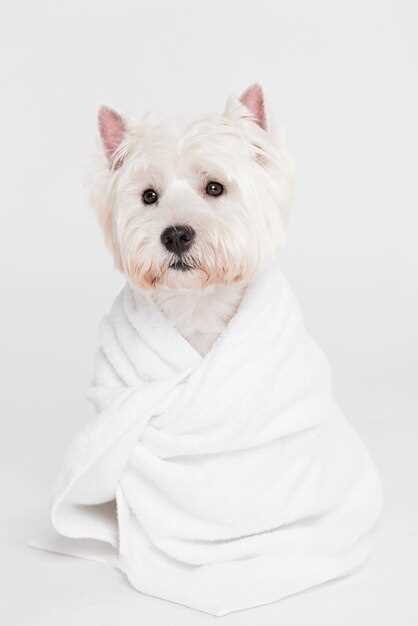 Топ-5 машинок для груминга домашних собак