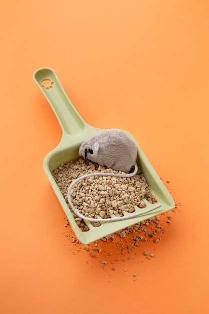 15 наполнителей для клеток декоративных крыс