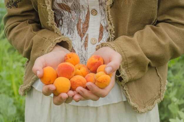 Рекомендованные сорта абрикос для средней полосы России