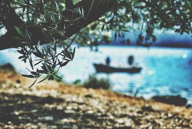 Топ-5 агротуристических направлений для знакомства с оливковыми рощами в Испании