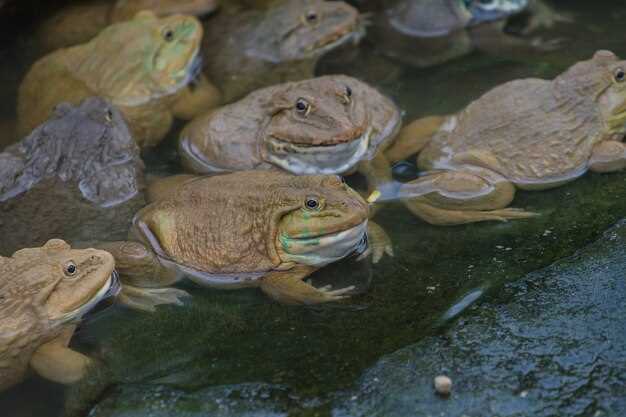 Классификация и жизненный цикл: от личинки до взрослого животного