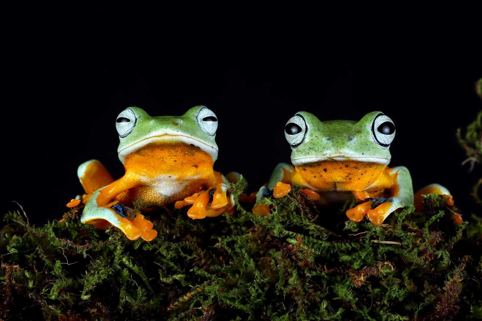 Анатомия и физиология: характерные черты амфибий