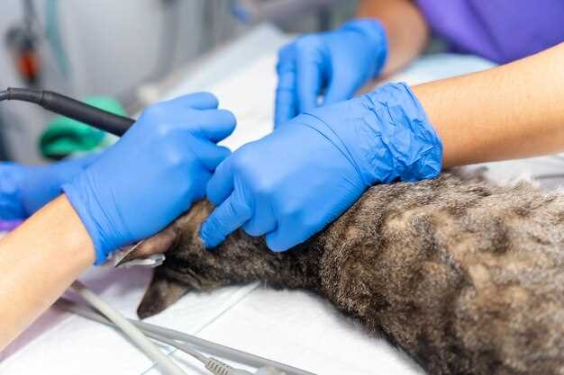 Особенности премедикации: зачем и как подготовить животное к наркозу