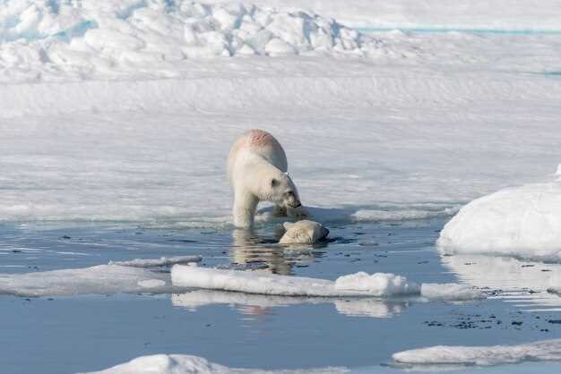Где посмотреть документальные фильмы и видео о белых медведях?