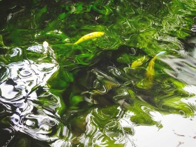 Биотопливо из водорослей: возможности и технологии