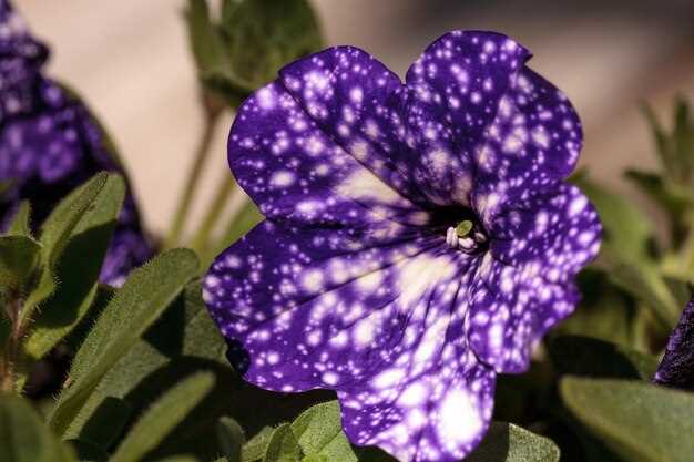 Как выявить симптомы болезней фиалок