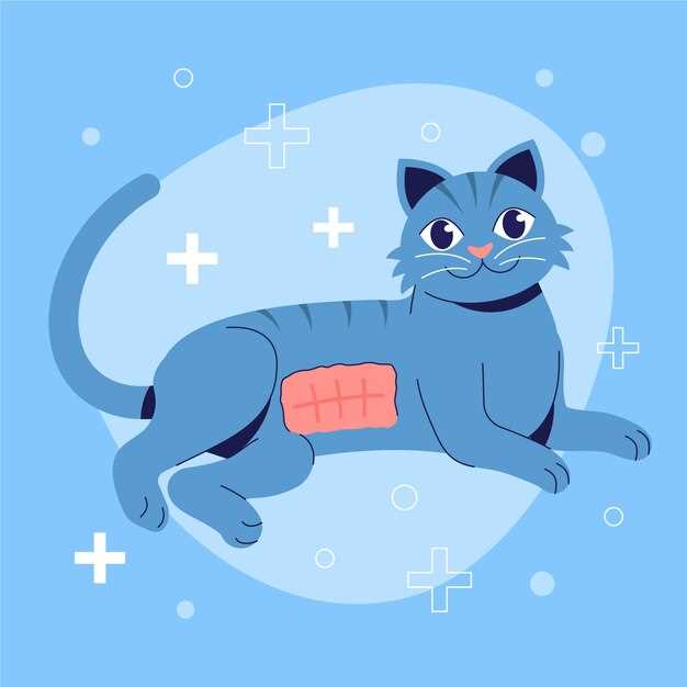 Методы лечения домашних кошек: что можно делать самостоятельно