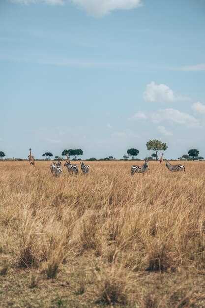 Характерные виды растений саванны и их адаптации
