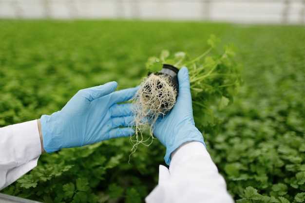 Применение CRISPR для создания устойчивых к заболеваниям растений