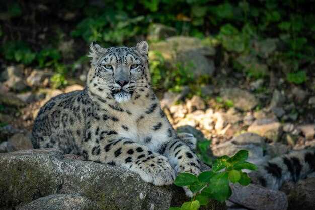 Дальневосточный леопард: самая редкая кошка на планете