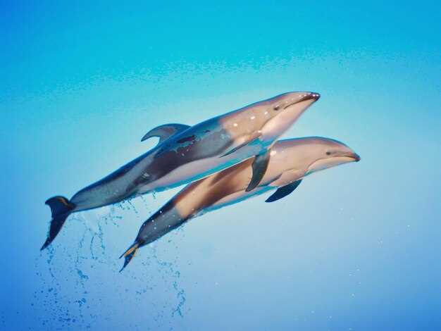 Жизнь дельфинов в океанариумах: условия и поведение