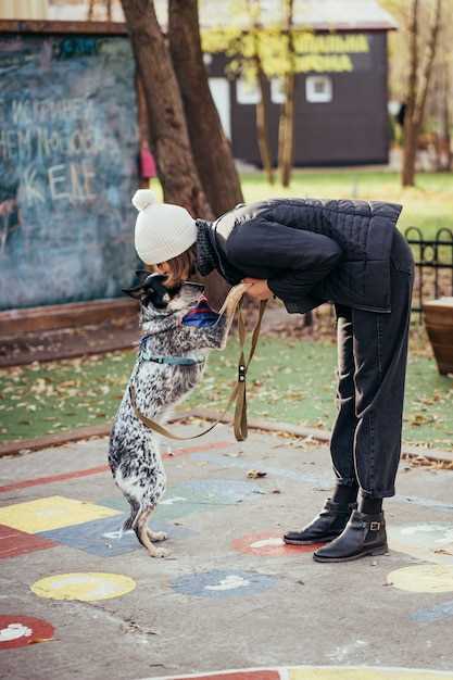 Подготовка собаки к выставке и выбор команды для послушания