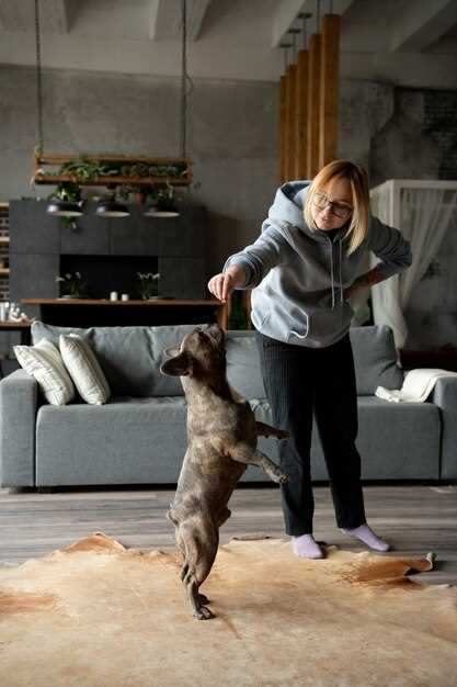 Самостоятельная дрессировка собак: шаги и советы для владельцев