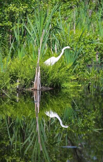 Флора и Фауна Эверглейса: Что Обязательно Нужно Увидеть