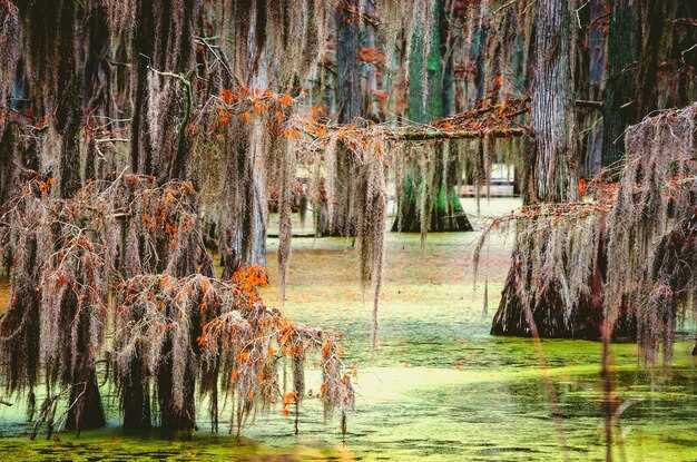 Эверглейдс: Откройте Тайны Болота Флориды