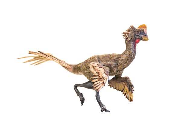 Исторические моменты и ключевые виды в развитии птиц