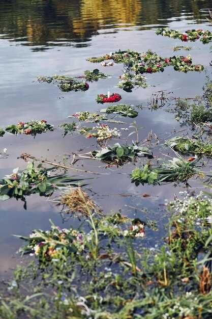 Эвтрофикация озер: причины и последствия