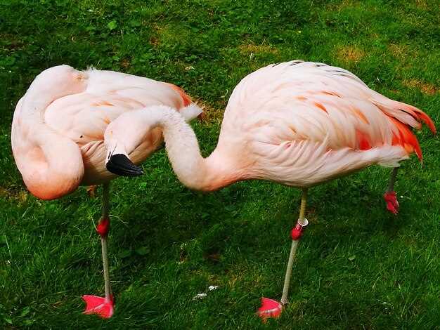 Национальные флаги: страны с животными в гербе