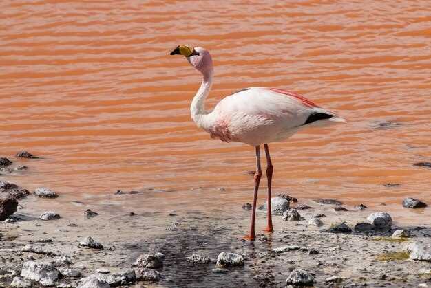 Рацион фламинго: чем они питаются и как это влияет на их цвет