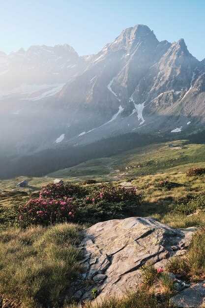 Растения высокогорья: категории и их роль в поддержании экосистемы