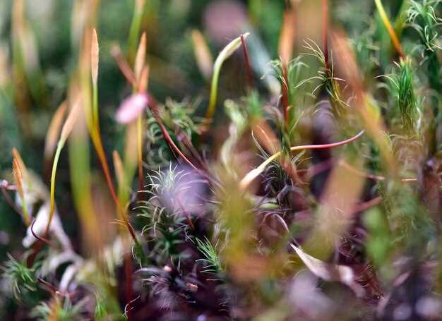 Экосистема степей: взаимодействие растений и животных