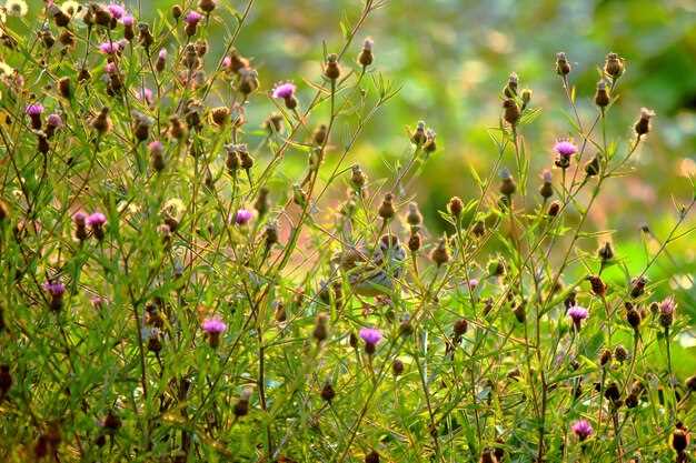 Флора степей России