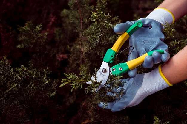 Уход за кустарниками: секреты здоровья и урожайности