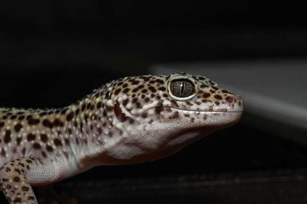 Уход за гекконами в домашних условиях