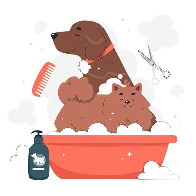 Как ухаживать за кошками: чистка шерсти и уход за зубами