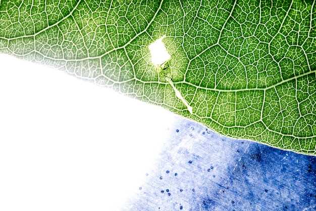 Влияние изменения климата на миграцию и ареалы видов