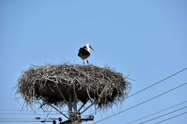 Типы птичьих гнезд и их архитектурные решения