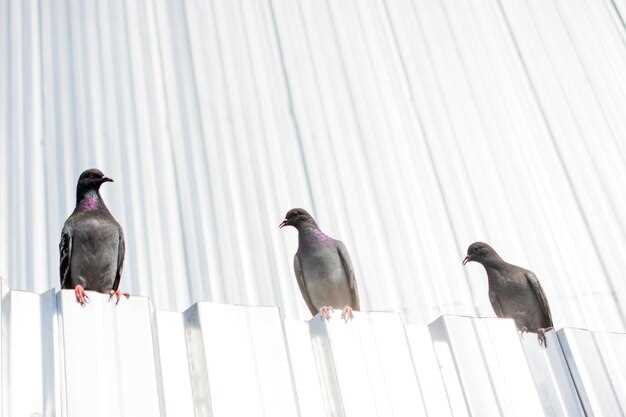 Ключевые адаптации для жизни на большой высоте