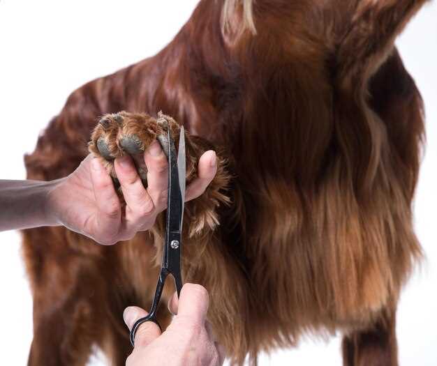 Как правильно ухаживать за шерстью собак различных пород