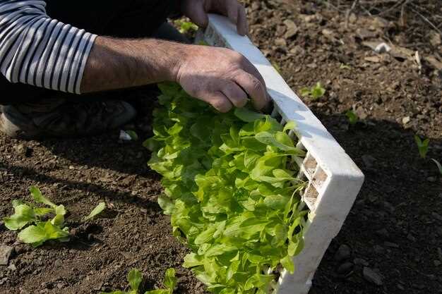 Уход за грядками-контейнерами в летний период