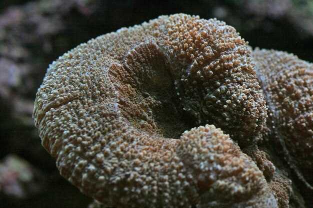 Классификация и виды морских звезд: кто они на самом деле?