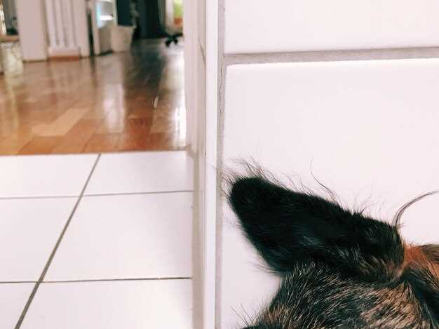 Как защитить мебель от кошки: советы по уходу и защите