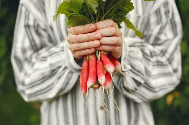 Подготовка почвы и условия для успешного роста редиса