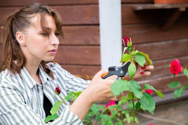 Техника обрезки роз: как формировать куст и увеличивать обилие цветов