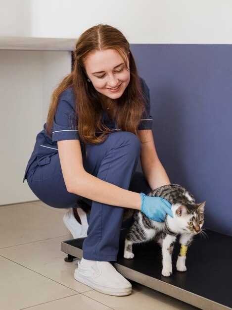 Советы по поиску опытного ветеринара для собаки