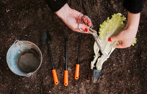 Оптимальные условия для роста спаржи на огороде