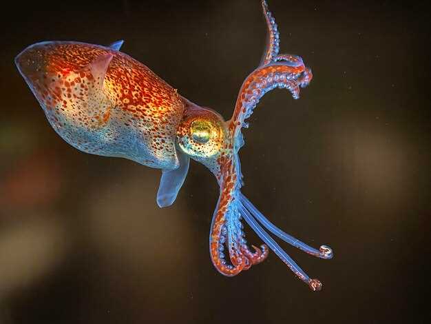 Структура и особенности тела кальмаров