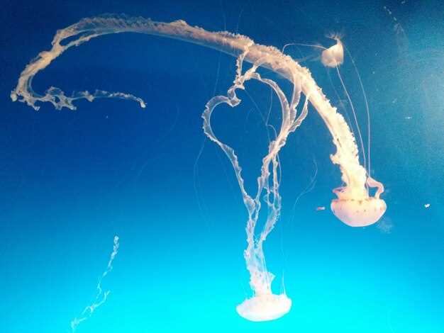 Информационная статья о кальмарах