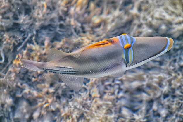 Камбала и другие плоские рыбы морского дна