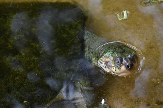 Методы и снасти для успешной ловли карпа