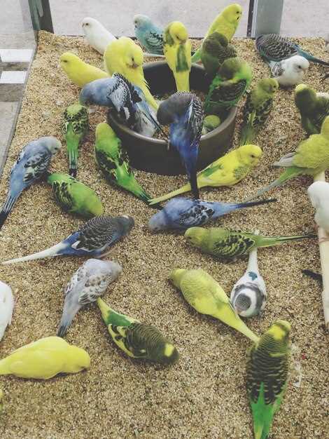 Классификация и таксономия птиц