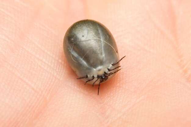 Правильные действия при укусе клеща: от удаления до обращения к врачу