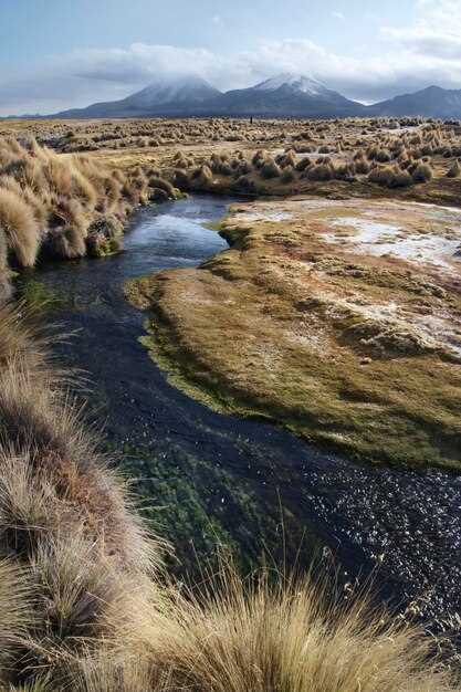 Влияние климата на флору и фауну степей